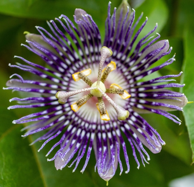 Foto prossimo piano del fiore viola