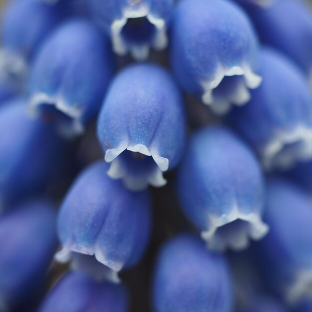 Foto prossimo piano del fiore viola