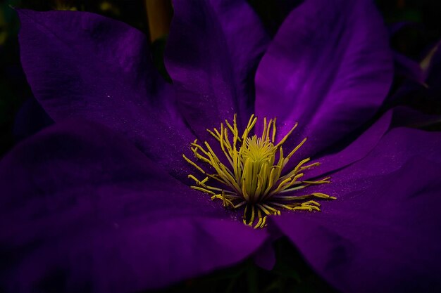 Foto prossimo piano del fiore viola