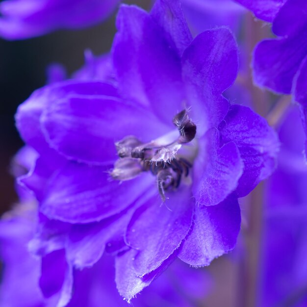 Close-up of purple flower