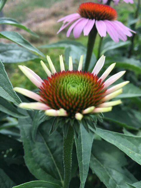 Close-up of purple flower