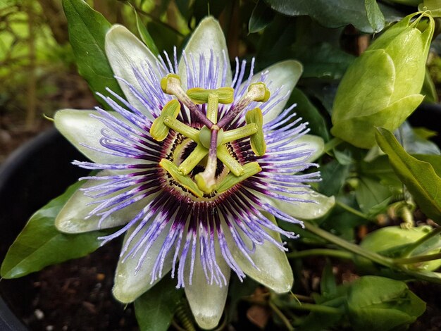 Photo close up of purple flower