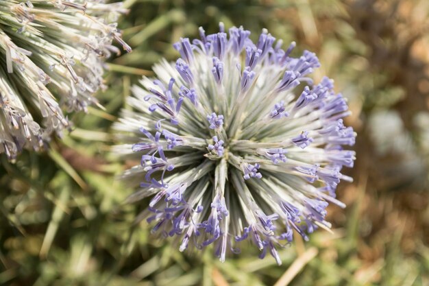 Foto prossimo piano del fiore viola