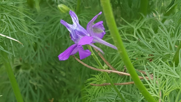 Photo close-up of purple flower