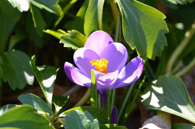 Foto prossimo piano del fiore viola