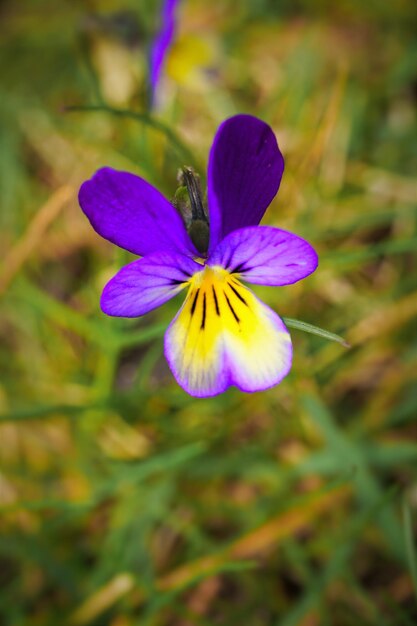 Foto prossimo piano del fiore viola