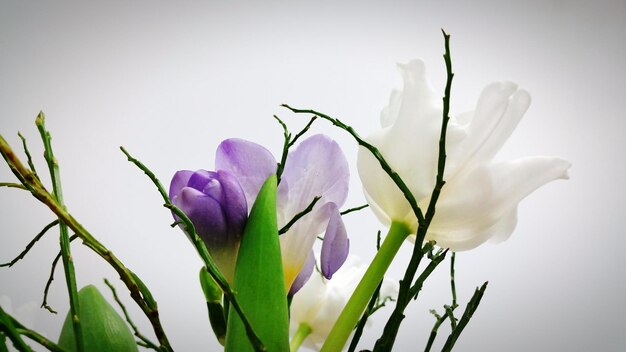 Close-up of purple flower