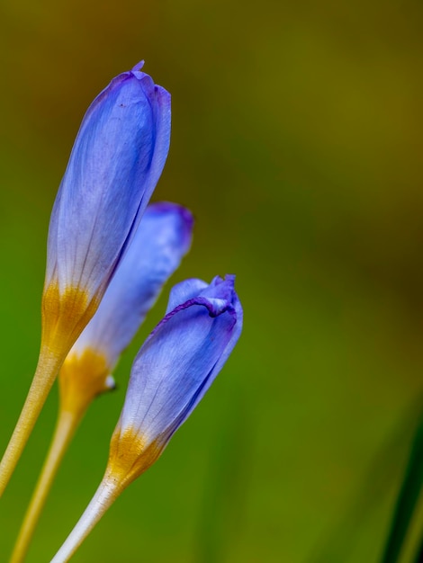 Photo close-up of purple flower