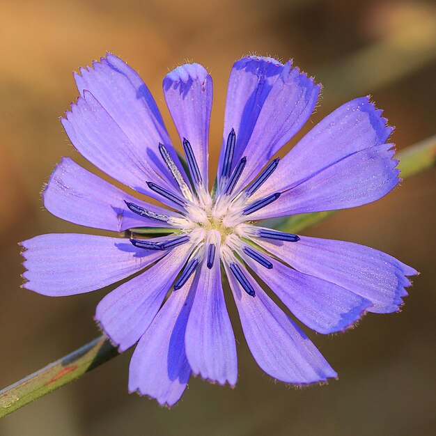 Photo close-up of purple flower