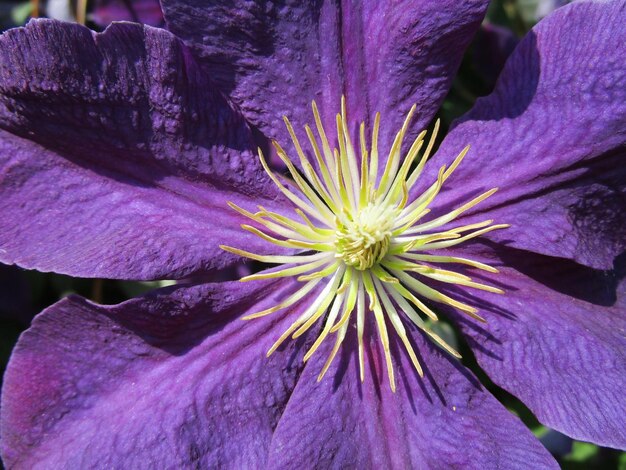 Close-up of purple flower