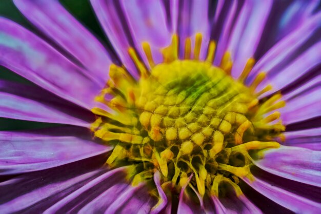 Close-up of purple flower