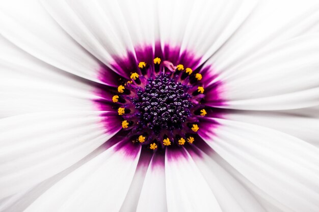 Close-up of purple flower