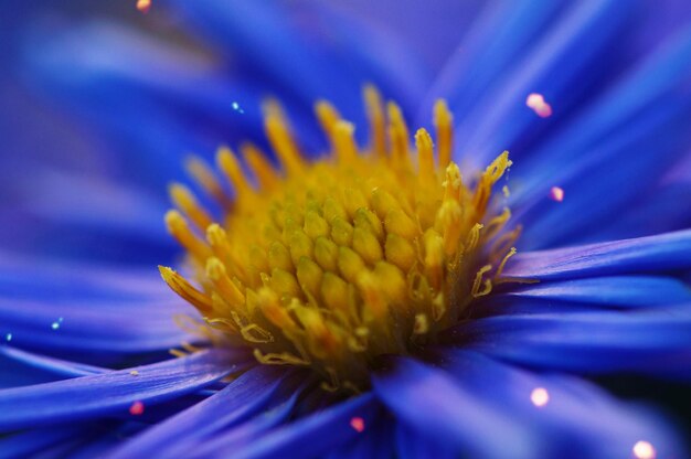 Close-up of purple flower