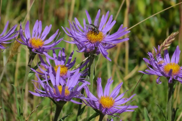 Close-up of purple flower