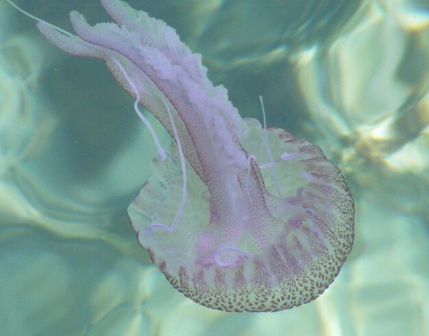 Foto prossimo piano del fiore viola