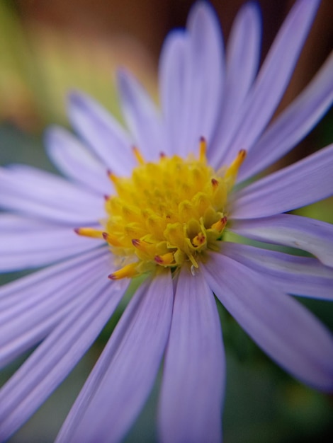 紫の花のクローズアップ