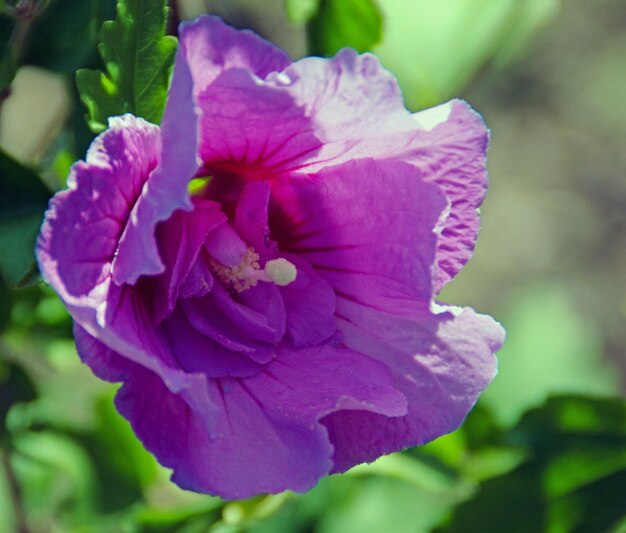 Close-up of purple flower