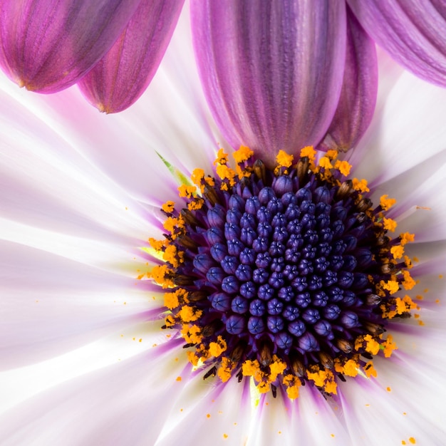 Photo close-up of purple flower