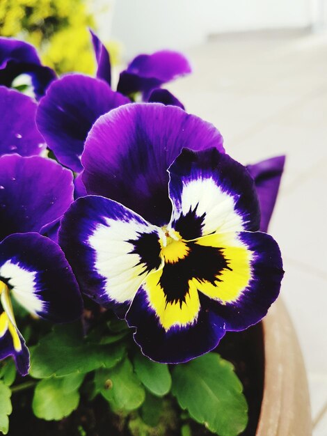 Photo close-up of purple flower