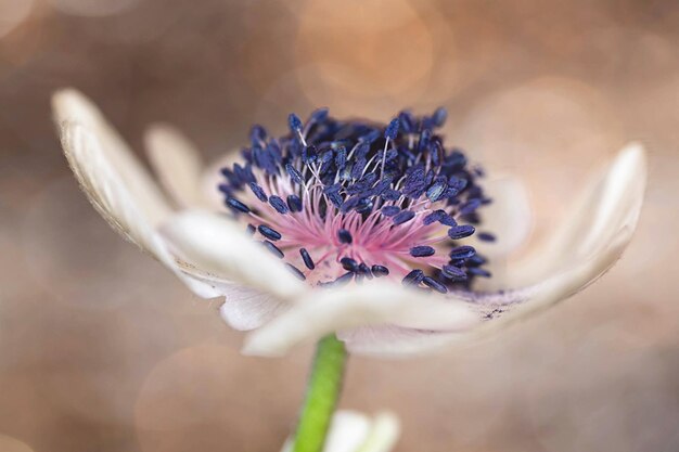 Foto prossimo piano del fiore viola