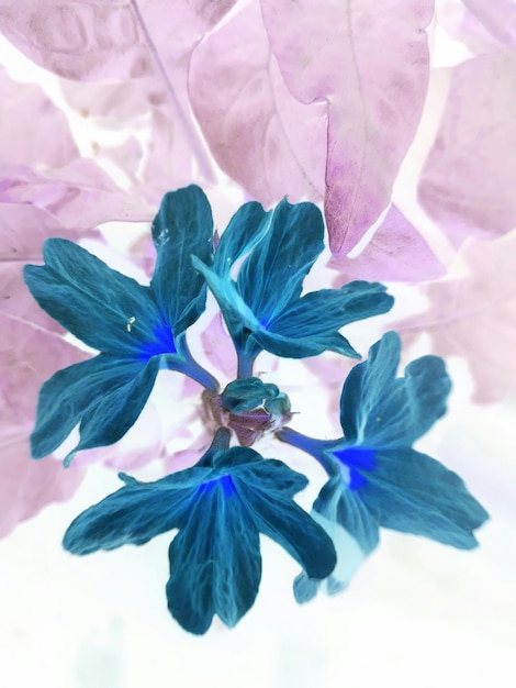 紫の花のクローズアップ