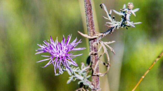 Photo close-up of purple flower