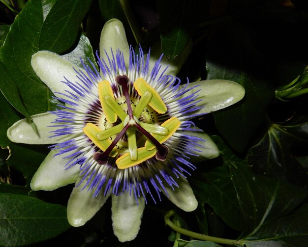 Foto prossimo piano del fiore viola