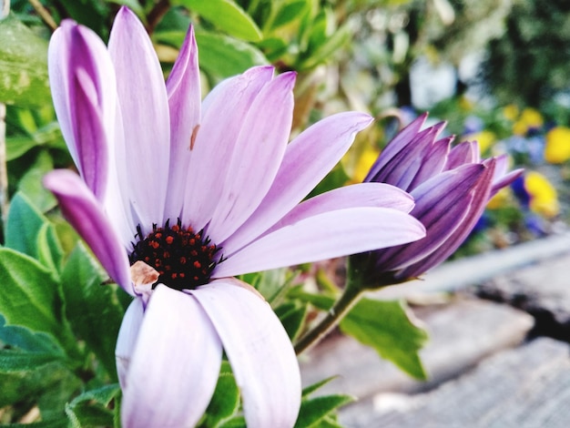 Close-up of purple flower