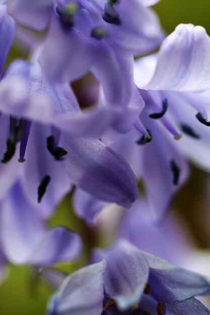 Foto prossimo piano del fiore viola