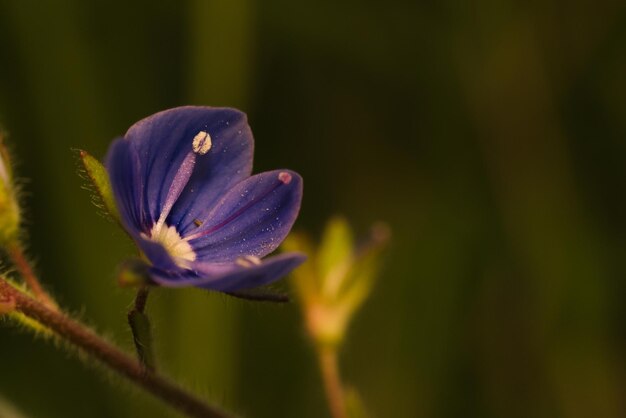 Close-up of purple flower