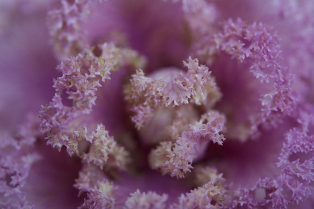 Photo close-up of purple flower