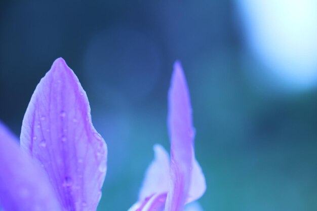 Close-up of purple flower