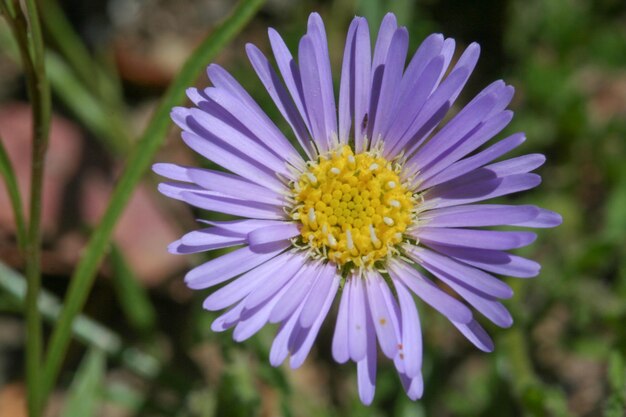 紫の花のクローズアップ