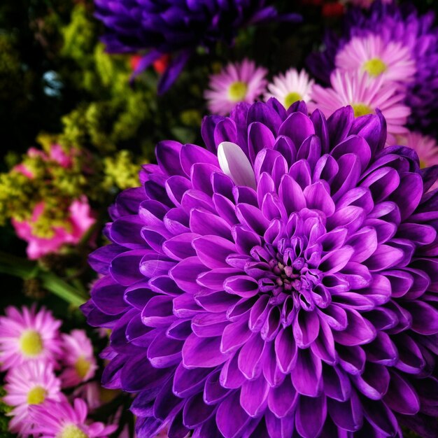 Foto prossimo piano del fiore viola