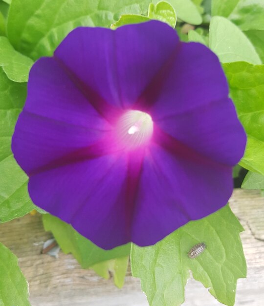 Close-up of purple flower