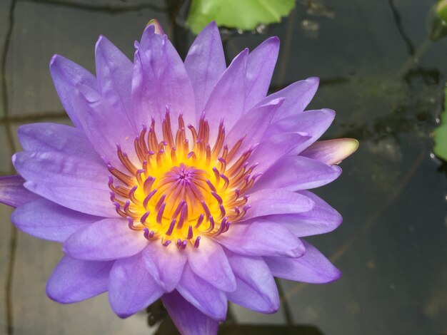 Close-up of purple flower