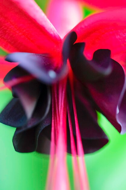 Close-up of purple flower