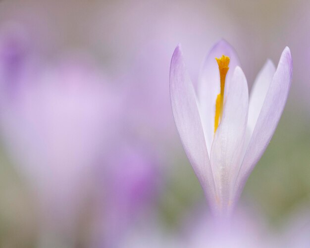 Foto prossimo piano del fiore viola