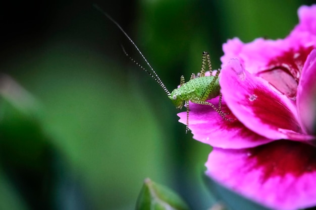 紫の花のクローズアップ