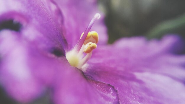 Close-up of purple flower