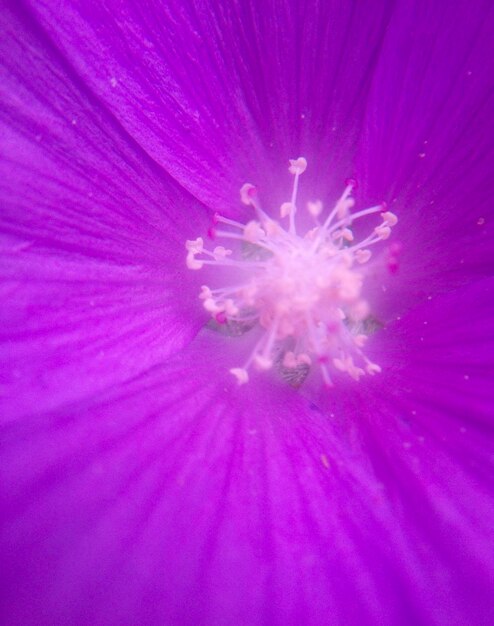 Close-up of purple flower