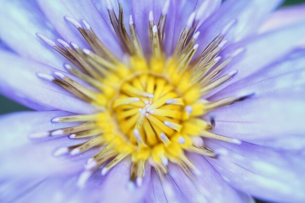 紫の花のクローズアップ