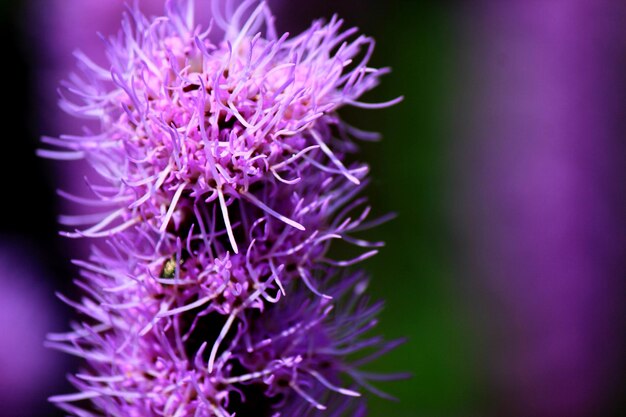 Close-up of purple flower