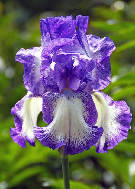 Photo close-up of purple flower