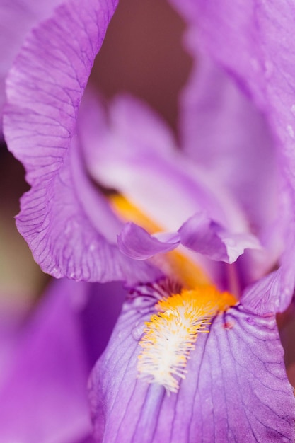 Close-up of purple flower