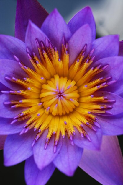 Close-up of purple flower