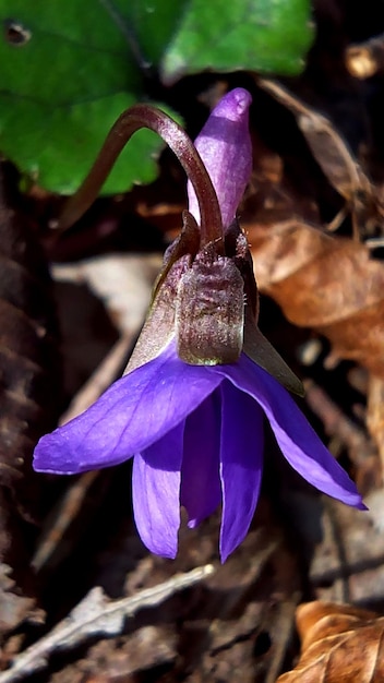 Close-up of purple flower