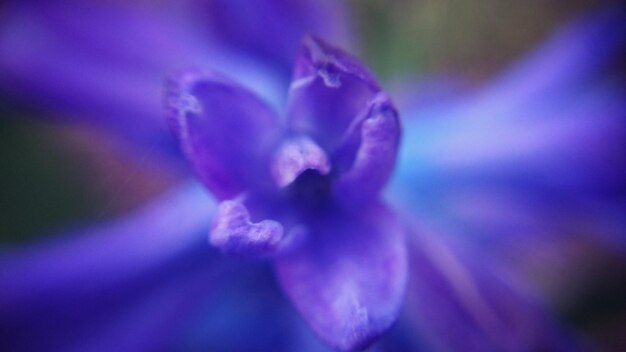 Close-up of purple flower