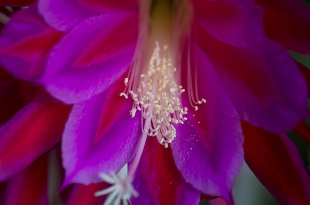 Foto prossimo piano del fiore viola