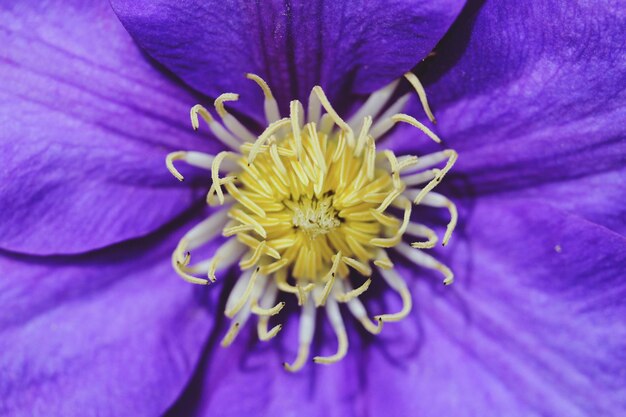 Close-up of purple flower